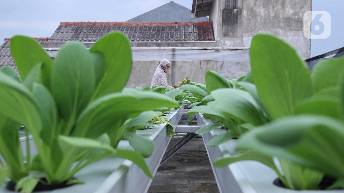 FOTO: Menyulap Atap Rumah Jadi Kebun Sayur Hidroponik - Foto Liputan6.com FOTO: Menyulap Atap Rumah Jadi Kebun Sayur Hidroponik - Foto Liputan6.com