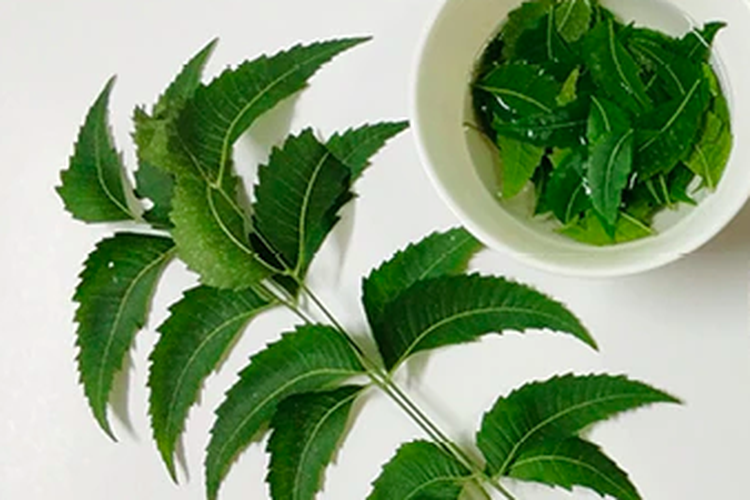 Cara Membuat Pestisida Alami dari Daun Mimba, Mudah dan Aman Cara Membuat Pestisida Alami dari Daun Mimba, Mudah dan Aman