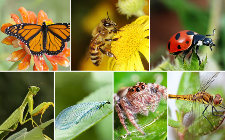 Mengenal 7 Serangga yang Bermanfaat untuk Kebun Anda – Pupuk Organik ... Mengenal 7 Serangga yang Bermanfaat untuk Kebun Anda – Pupuk Organik ...