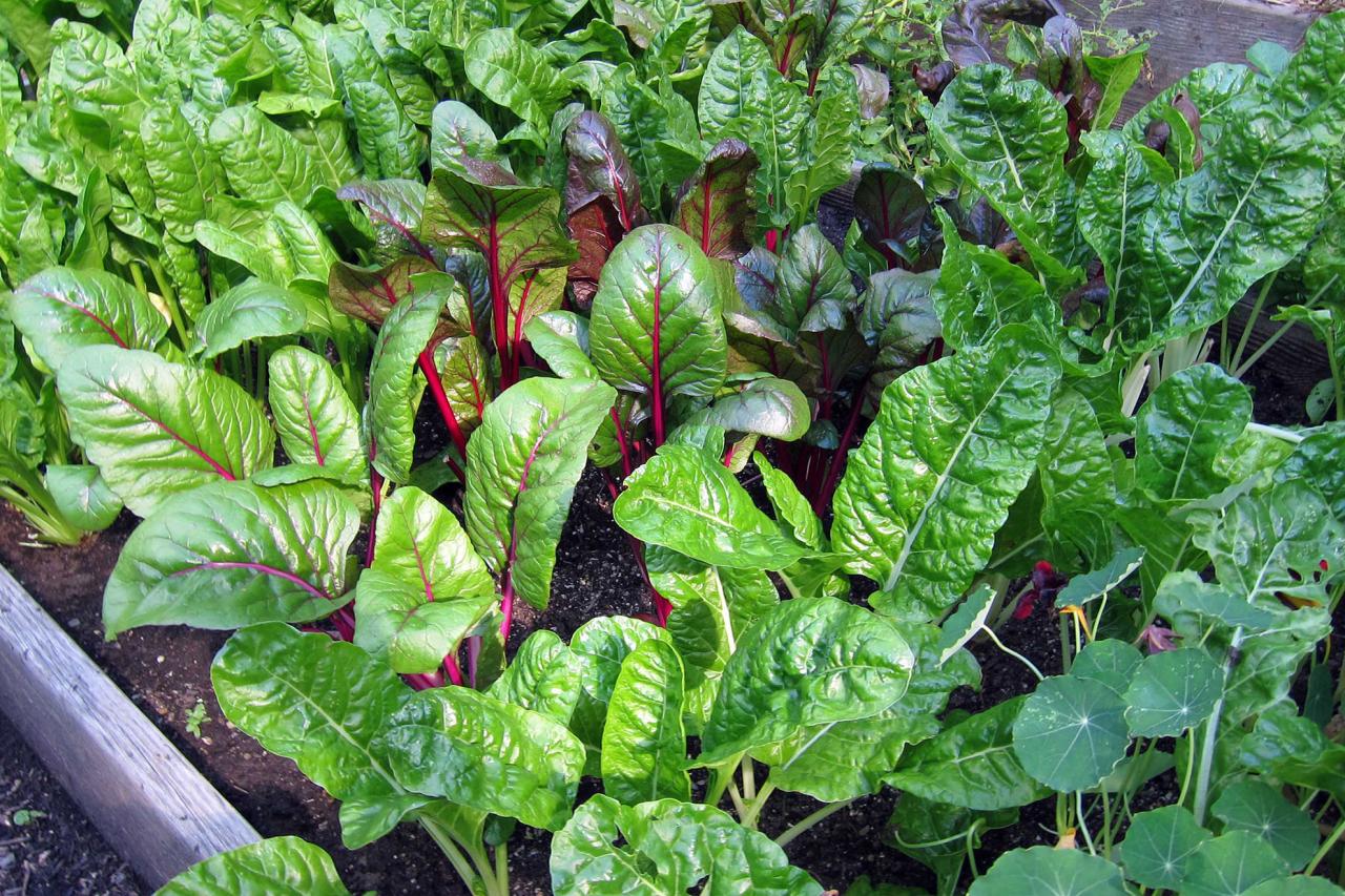 Companion Planting - Midtown Farmers' Market Companion Planting - Midtown Farmers' Market