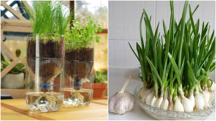 6 Cara Menanam Bawang Putih Pakai Botol atau Wadah Telur 6 Cara Menanam Bawang Putih Pakai Botol atau Wadah Telur