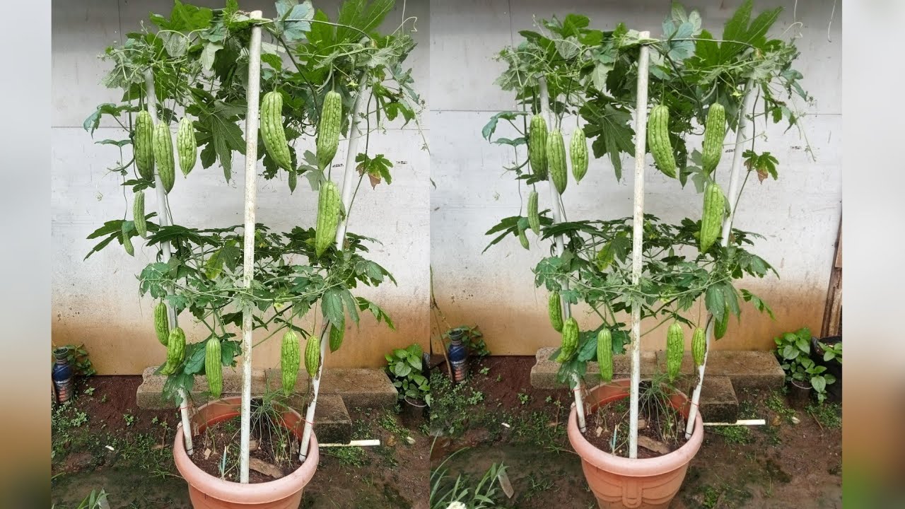 Cara Menanam Pare Dalam Pot Dengan Mudah Cara Menanam Pare Dalam Pot Dengan Mudah