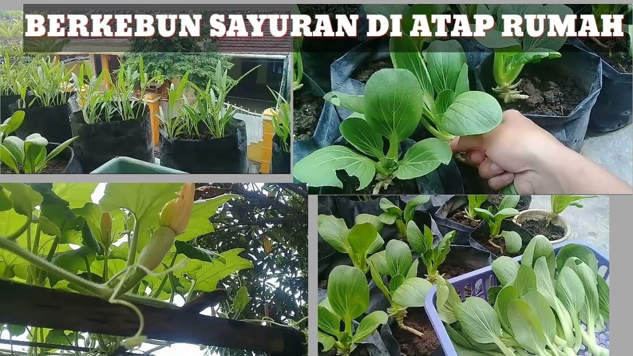 Update kebun organik di atap rumah yang sempit - YouTube Update kebun organik di atap rumah yang sempit - YouTube